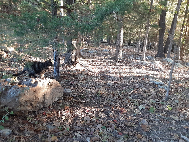 Rascal in Woods 101923