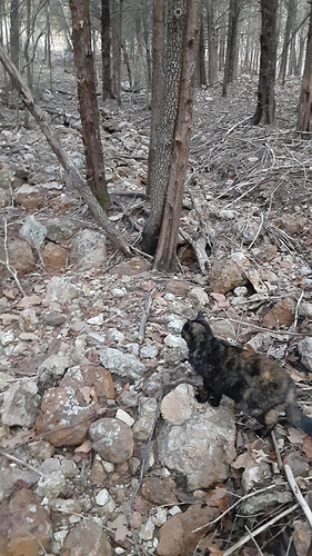 Rascal in Woods 112423