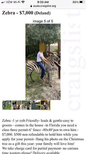 Zebra - farm & garden - by owner - sale