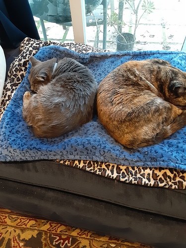 Nic n Tortie