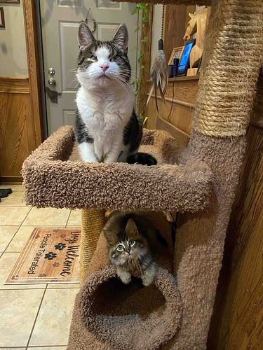 IMG_7800_7wks_2cats_condo