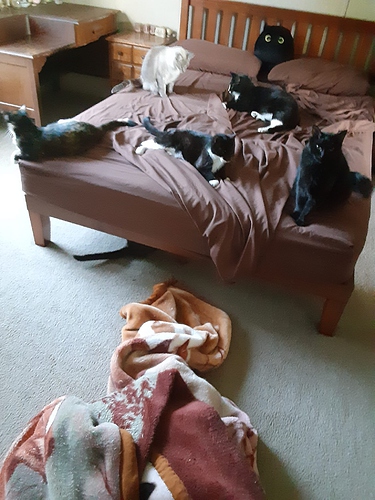 Six Cats at Sheets Changing 10122