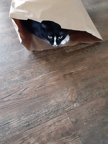 Brio in Bag