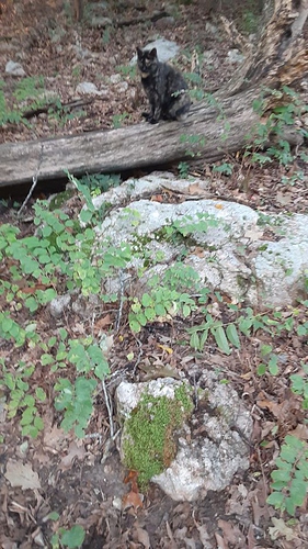 Rascal in Woods 92123