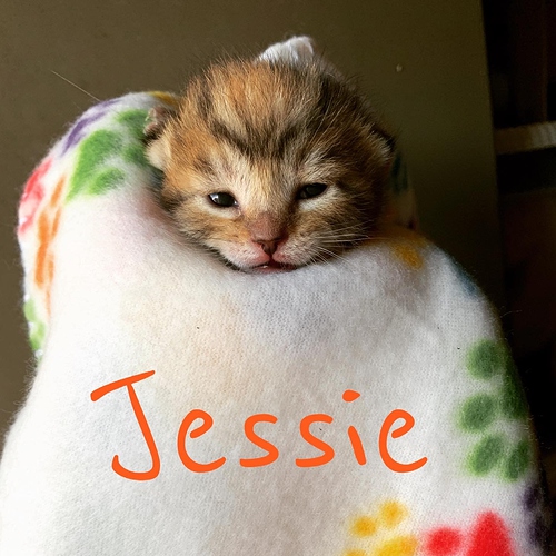 jessie 9 days