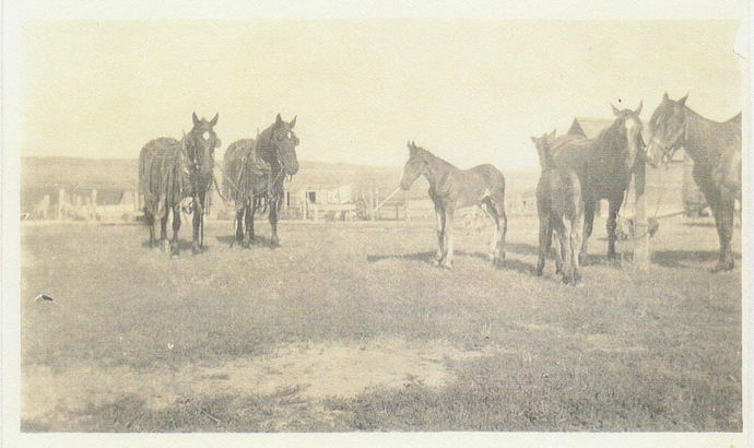 Horses Hayes Center