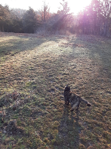 Rascal at Entrance to Woods in Sunrise 31722