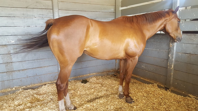 Sister stall