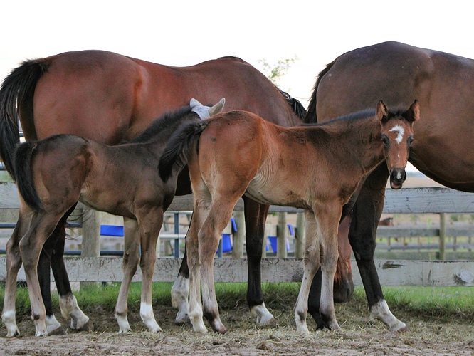 Tiz colt and Special filly