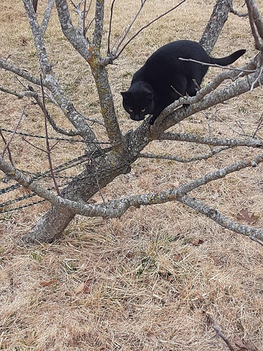 Bagheera in Apple Tree