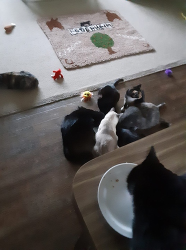 Cats Feasting