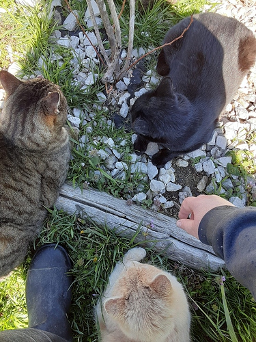 Weeding with Feline Help 4823