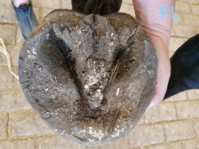 FL