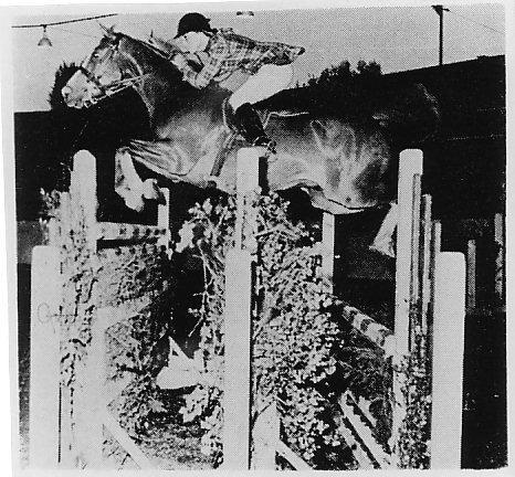 Senrab---1953-gelding.jpg