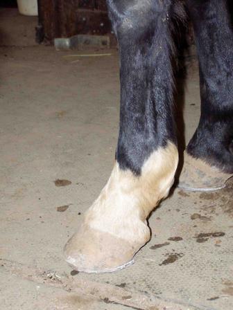 frontfoot_2.jpg