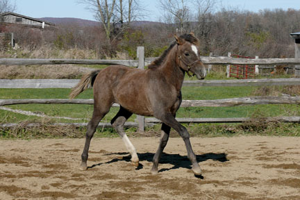 Buttercup110208-034.jpg