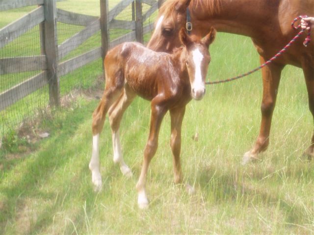 smaller baby picture.JPG