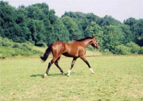 Danzigcolt-1.jpg