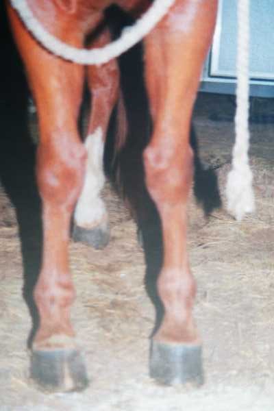 crazy_legs.jpg