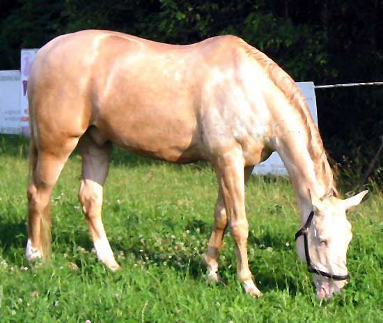 KinskyPerlino2.jpg
