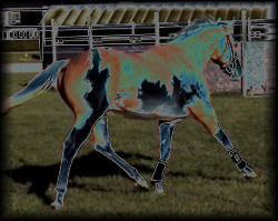 black___palomino.jpg