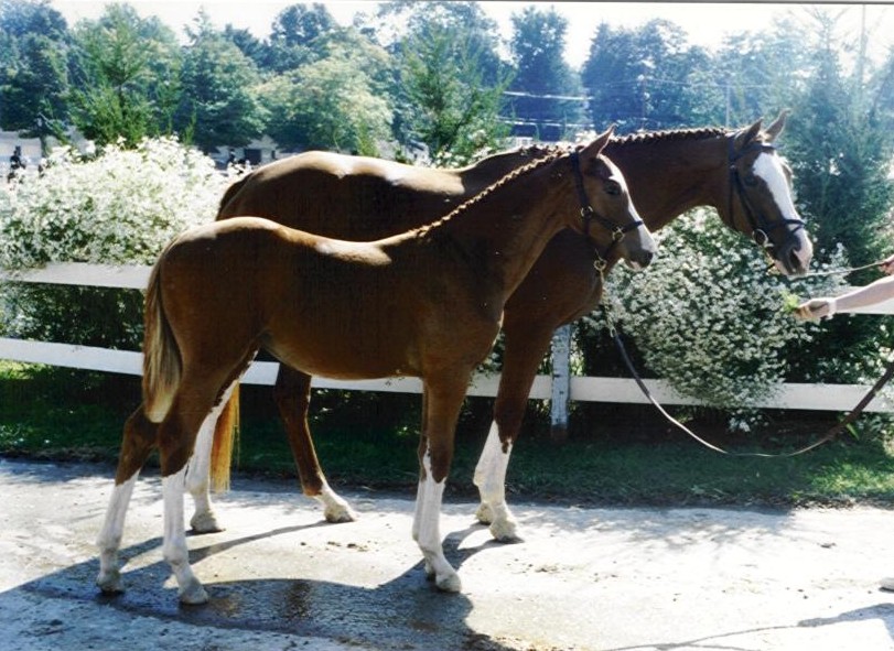 Grande Diva weanling DAD.jpg