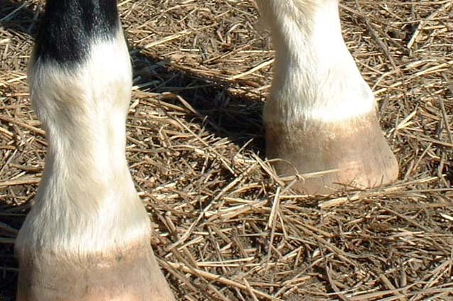 ziggyfeet.JPG