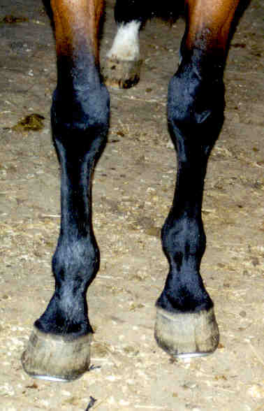 front_feet.jpg
