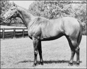 buckpasser.jpg
