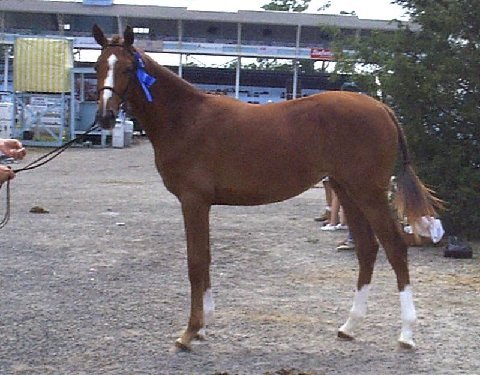 Grand Impression yearling Devon.jpg