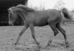 legend_trot1.jpg