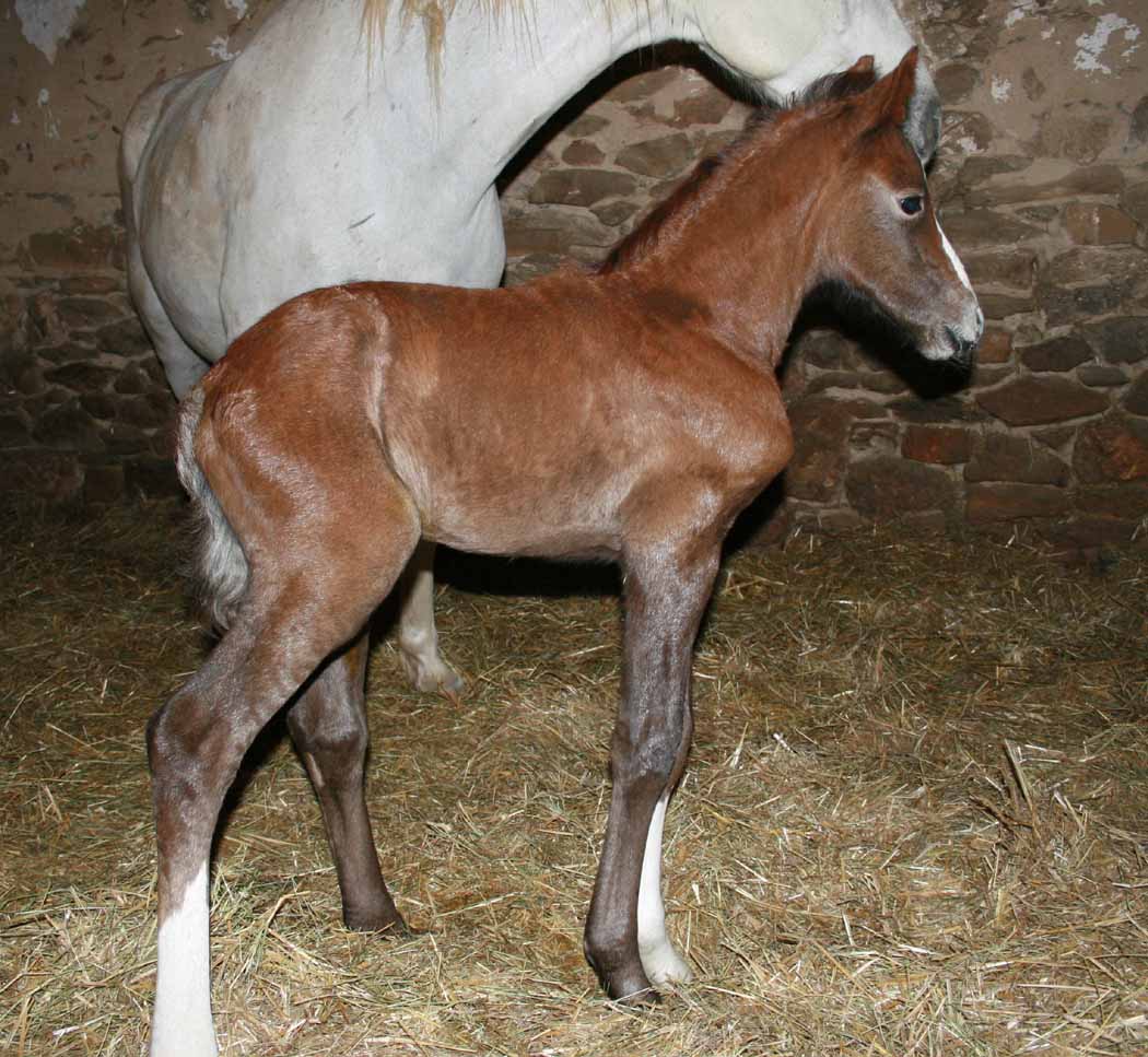 Extremely Rare 'Born Gray' Foal Stands Out At Shawhan Place