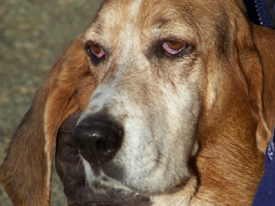 elder statesman.jpg
