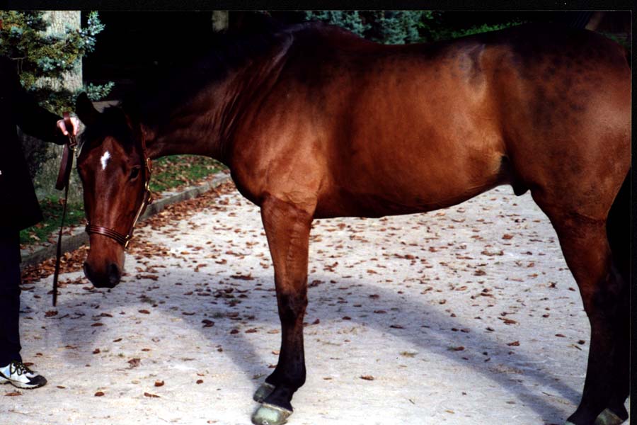 reverseappaloosa.jpg