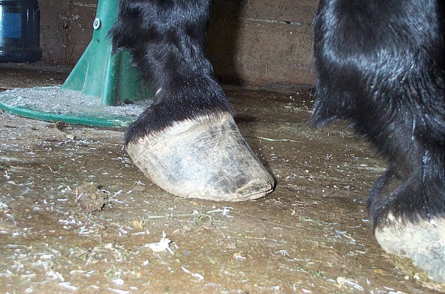 hooves_001.jpg