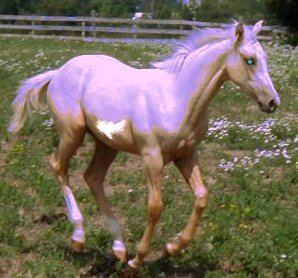 Perlpalello_Palomino_Overo.jpg