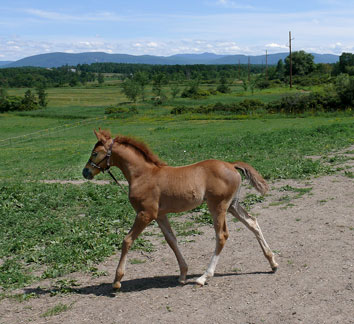 Buttercup_walk0704.jpg