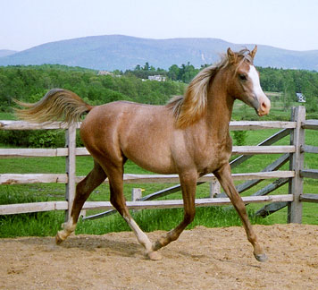 Titania_yr_trot.jpg