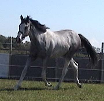 Pepper-trt-Aug01.jpg