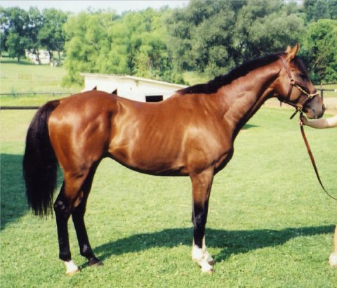 Danzigcolt.jpg