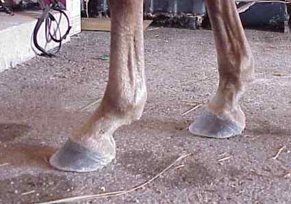 lexi'sfeet.jpg