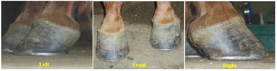 Feet.JPG
