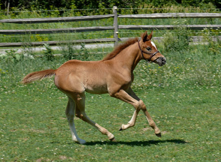 Buttercup_canter0702A.jpg