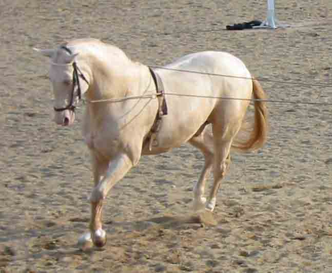 5716Perlino.jpg