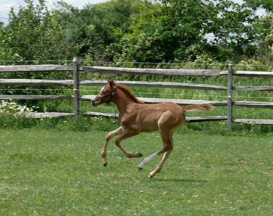 Buttercup0681_43.jpg