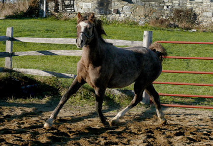 Fae110208-015C.jpg