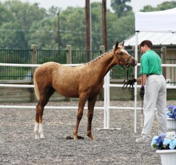 Fair Hill Dressage Breed Show 053web.jpg