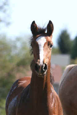gigi head chron.jpg