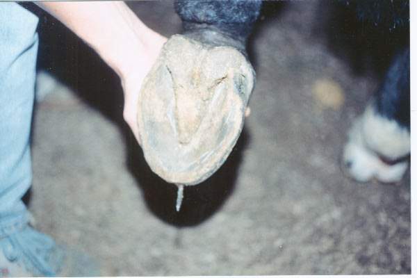 Nail_in_Toe.jpg