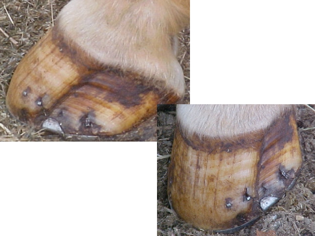 Left_Hind_Dent.jpg
